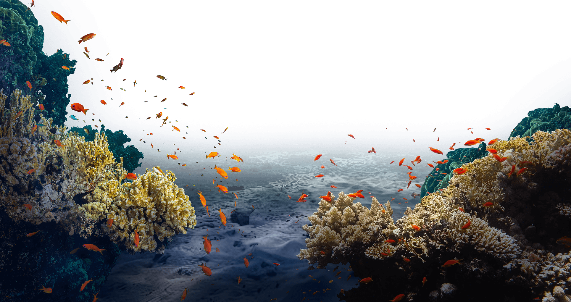 coral reef background