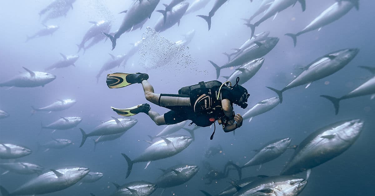 Hidden Gems: Lesser-Known Dive Sites Worth Visiting